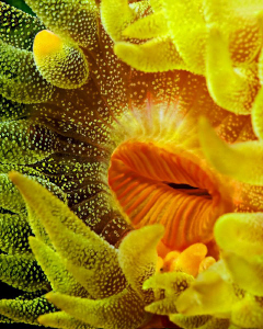 "Cup Coral"

from the Kasai Village house reef by Henry Jager 